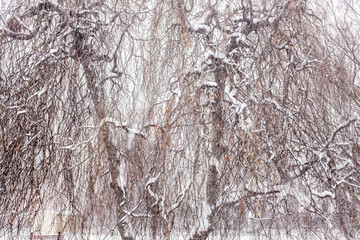 Weeping willow covered in sniw
