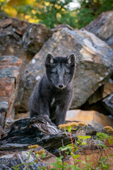 Two month old Arctic Blue Fox walking in the mountains