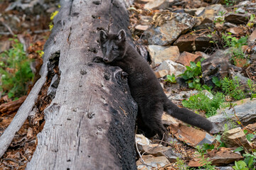 Two month old Arctic Blue Fox walking in the mountains