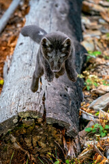 Two month old Arctic Blue Fox walking in the mountains