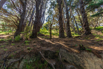 Native flora with lush foliage growing on Mount Victoria in Wellington, New Zealand