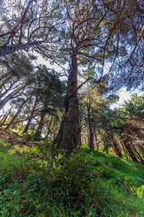 Native flora with lush foliage growing on Mount Victoria in Wellington, New Zealand