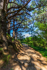 Fototapeta premium Mount Victoria path with dense woodland and sunlight peeking through on trail floor in Wellington, New Zealand