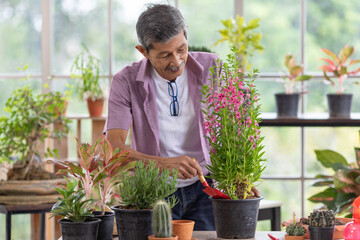 A senior Asian man working in a planting hobby room with happiness. Idea for green lover who plants tree and botany in corner of the home.