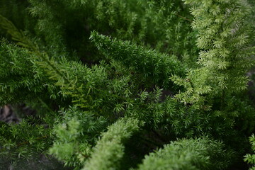 
close-up Asparagus densivelorus, asparagus fern, asparagus plume or tail fern, is a variable green perennial plant, closely related to the vegetable asparagus.