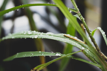 planta y lluvia