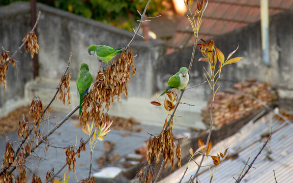 cotorras