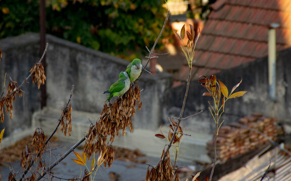 cotorras