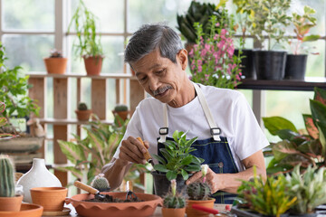 A senior Asian man working in a planting hobby room with happiness and concentrait. Idea for green lover who plants tree and botany in corner of the home. - obrazy, fototapety, plakaty