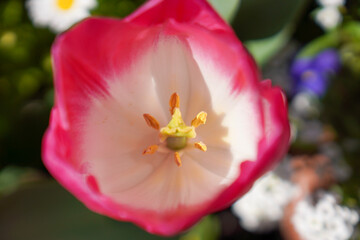 Obraz na płótnie Canvas tulip in the garden