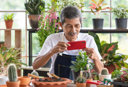 A Senior Asian Man Gardener Using Smartphone Take Photo Of Tree And Botany In An Indoor Garden With Happiness