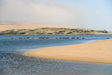 Pelicans floating on water with beautiful landscape background. Guadalupe-Nipomo Dunes National Wildlife reserve, California