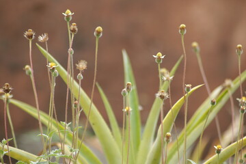 The flowers in the yard 