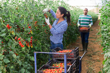 Obraz premium Latino male and female workers gathering crop of tomatoes in glasshouse