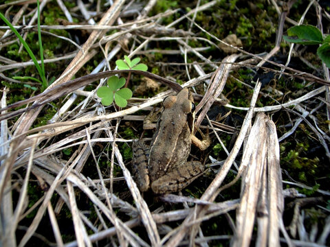アマガエル