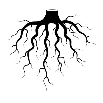 Black root. realistic tree root. Vector design. Sketch illustration. Stock image. EPS 10.