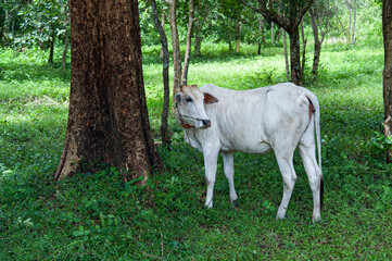 カンボジア　牛