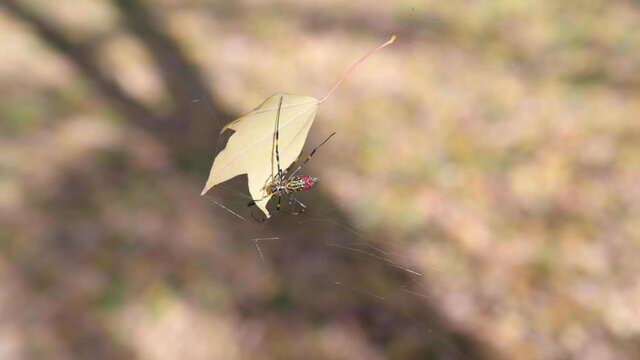 Closeup of a Japanese Joro spider trying to remove autumn leaf from his web. Shallow DOF footage taken in Japan.
