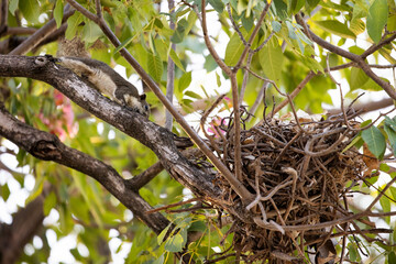 Close-up Squirrel was Returned to The Nest