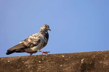 Close-up Rock Pigeon Walking on The Roof Isolated on Blue Sky