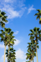 Fototapeta premium Palm trees under the blue sky of a beach resort