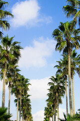 Fototapeta premium Palm trees under the blue sky of a beach resort