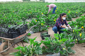 Group of farm workers in protective face masks gathering zucchini crop on vegetable plantation. Concept of new life reality and social distancing in coronavirus pandemic