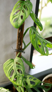 Adanson's monstera plant or Monstera adansonii. Also called Swiss cheese plant or janda bolong in Indonesia.