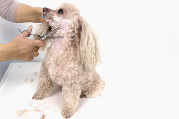 Haircut for a beige poodle. Female hands with scissors in their hands. Dog grooming concept at home
