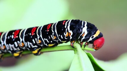 Colorful caterpillar Pseudosphinx tetrio eats on a leaf Costa Rica macro close-up - Powered by Adobe