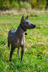 beautiful Xoloitzcuintle (Mexican Hairless Dog) in black collar with  medallion standing on natural landscape background
