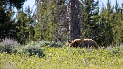 Grizzly Bear in Yellowstone National Park