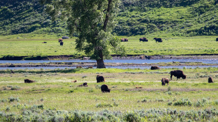 Bison Herd Along Yellowstone River in Spring