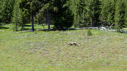Obraz na płótnie Canvas Fox in Yellowstone National Park