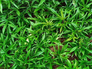 Cassava leaves are green