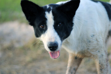 border collie dog