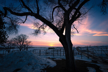 Fototapeta premium Tree in front of sunset in winter 