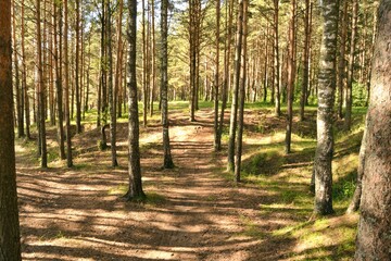 Obraz premium Early morning with sunrise in pine forest