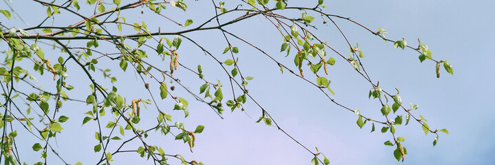 Spring background with bright green leaves of birch