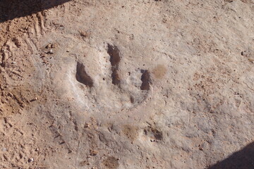 Buckhorn Draw Dinosaur Track