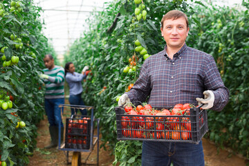 Portrait of confident male farmer holding box full of freshly picked tomatoes, two latino gardeners working on background