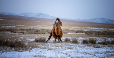 The Mongolian Gobi is the habitat of the Bactrian camel