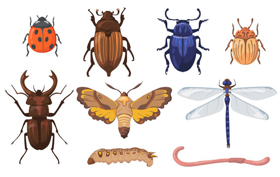 Colorful different insects, worms and bugs flat set for web design. Cartoon field beetles, maggot, earthworm and dragonfly isolated vector illustration collection. Pests and agriculture concept
