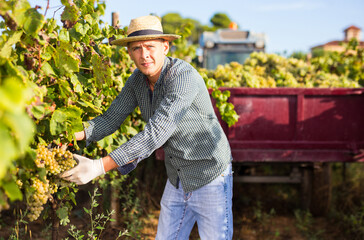 Confident male farmer harvesting ripe bunches of white grapes in sunny vineyard.