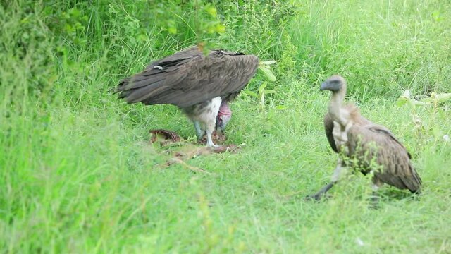 Large Lappet Faced Vulture dominates juvenile White Backed at carrion