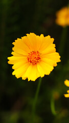Random yellow flower in the park