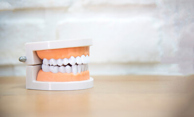 Teeth model isolated for demonstration of anatomical tooth brushes and dental floss on white background