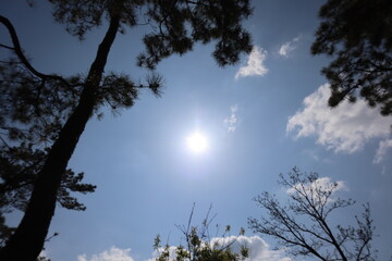 tree and sky, Pine