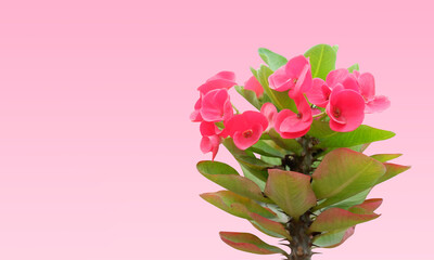 beautiful pink and red "Poi Sian" tree on pink background, nature, copy space