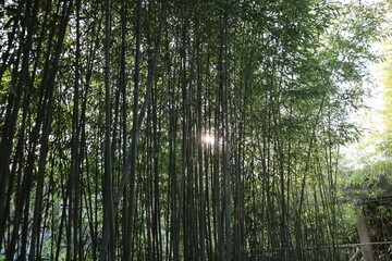 sunlight between bamboo trees